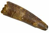 Fossil Spinosaurus Tooth - Real Dinosaur Tooth #305730-1